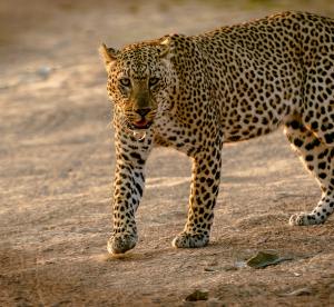 Cheetah by Harvey Sapir